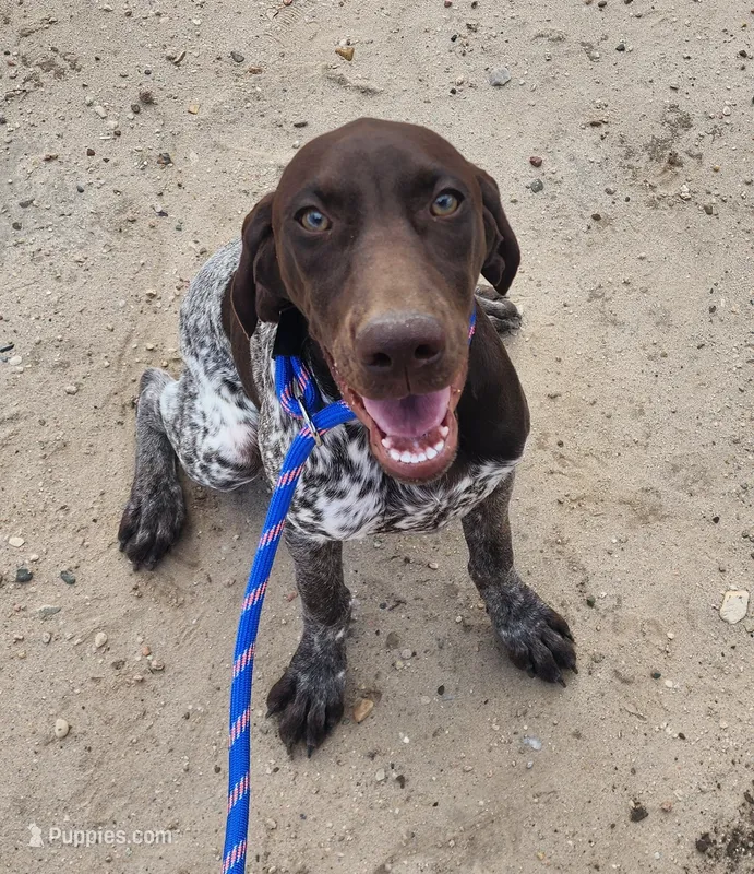Jasper – German Shorthaired Pointer puppy for sale in Bassett, NE