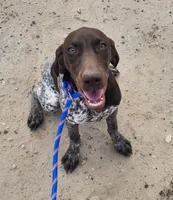 Jasper, a male German Shorthaired Pointer for sale in Bassett, NE – 1 of 7