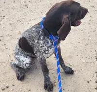 Jasper, a male German Shorthaired Pointer for sale in Bassett, NE – 3 of 7