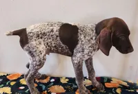 Jasper, a male German Shorthaired Pointer for sale in Bassett, NE – Photo 3 of 4