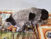 Jasper, a male German Shorthaired Pointer for sale in Bassett, NE – Photo 6 of 8