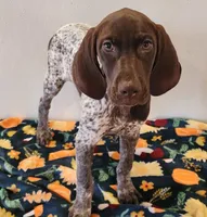 Jasper, a male German Shorthaired Pointer for sale in Bassett, NE – Photo 2 of 4