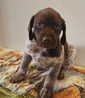 Jasper, a male German Shorthaired Pointer for sale in Bassett, NE – Photo 2 of 8