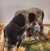 Jasper, a male German Shorthaired Pointer for sale in Bassett, NE – Photo 5 of 8