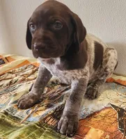 Jasper, a male German Shorthaired Pointer for sale in Bassett, NE – Photo 1 of 8