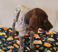 Jasper, a male German Shorthaired Pointer for sale in Bassett, NE – Photo 1 of 4