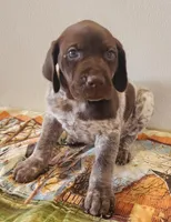Jasper, a male German Shorthaired Pointer for sale in Bassett, NE – Photo 3 of 8