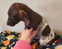 Jasper, a male German Shorthaired Pointer for sale in Bassett, NE – Photo 4 of 4