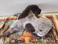 Jasper, a male German Shorthaired Pointer for sale in Bassett, NE – Photo 8 of 8