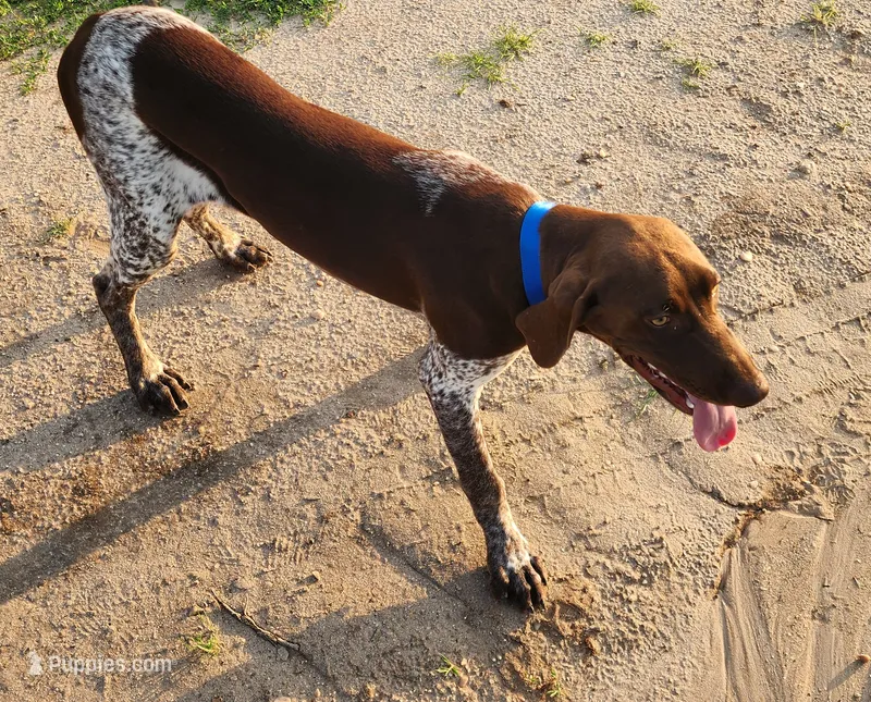 Cooper – German Shorthaired Pointer puppy for sale in Bassett, NE