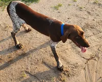 Cooper, a male German Shorthaired Pointer for sale in Bassett, NE – 1 of 4