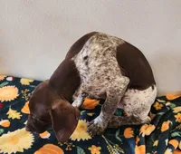 Cooper, a male German Shorthaired Pointer for sale in Bassett, NE – Photo 2 of 3