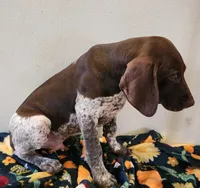 Cooper, a male German Shorthaired Pointer for sale in Bassett, NE – Photo 1 of 3
