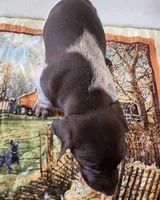 Cooper, a male German Shorthaired Pointer for sale in Bassett, NE – Photo 2 of 6