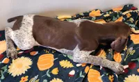 Cooper, a male German Shorthaired Pointer for sale in Bassett, NE – Photo 3 of 3