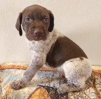 Cooper, a male German Shorthaired Pointer for sale in Bassett, NE – Photo 4 of 6