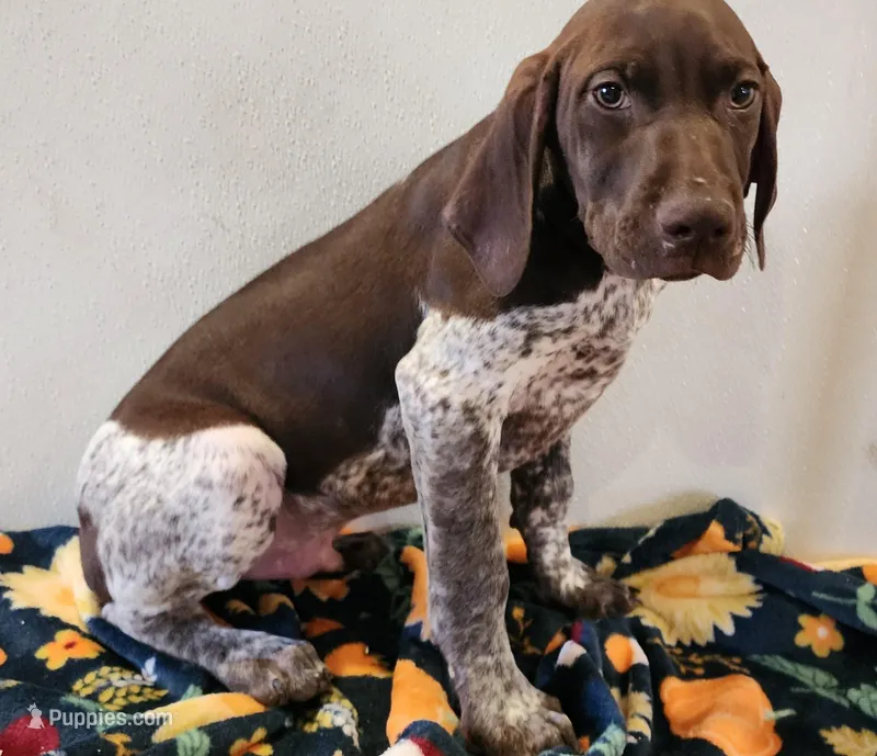 Cooper – German Shorthaired Pointer puppy for sale in Bassett, NE