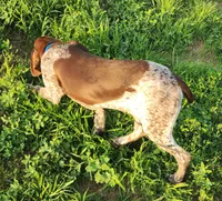 Cooper, a male German Shorthaired Pointer for sale in Bassett, NE – 4 of 4