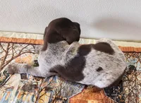 Ember, a female German Shorthaired Pointer for sale in Bassett, NE – Photo 7 of 10