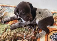 Ember, a female German Shorthaired Pointer for sale in Bassett, NE – Photo 1 of 10