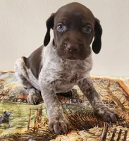 Ember, a female German Shorthaired Pointer for sale in Bassett, NE – Photo 2 of 10