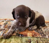 Ember, a female German Shorthaired Pointer for sale in Bassett, NE – Photo 6 of 10