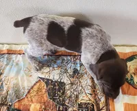 Ember, a female German Shorthaired Pointer for sale in Bassett, NE – Photo 9 of 10