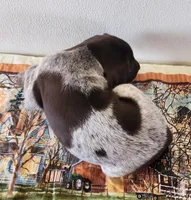 Ember, a female German Shorthaired Pointer for sale in Bassett, NE – Photo 5 of 10