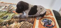 Ember, a female German Shorthaired Pointer for sale in Bassett, NE – Photo 4 of 10