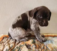 Molly, a female German Shorthaired Pointer for sale in Bassett, NE – Photo 7 of 10