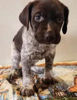 Molly, a female German Shorthaired Pointer for sale in Bassett, NE – Photo 2 of 10