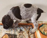 Molly, a female German Shorthaired Pointer for sale in Bassett, NE – Photo 8 of 10