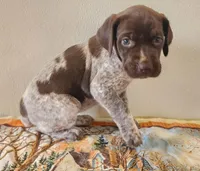 Molly, a female German Shorthaired Pointer for sale in Bassett, NE – Photo 6 of 10