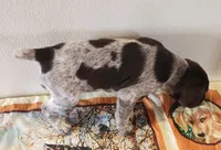 Molly, a female German Shorthaired Pointer for sale in Bassett, NE – Photo 5 of 10