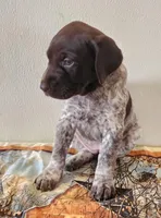 Molly, a female German Shorthaired Pointer for sale in Bassett, NE – Photo 3 of 10