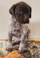 Molly, a female German Shorthaired Pointer for sale in Bassett, NE – Photo 1 of 10