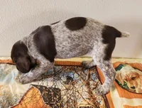 Molly, a female German Shorthaired Pointer for sale in Bassett, NE – Photo 9 of 10