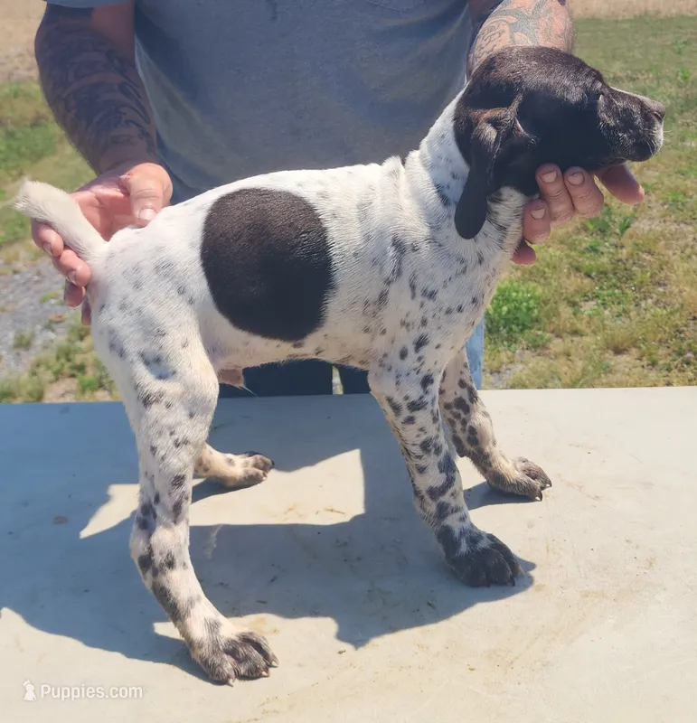 Green Collar – German Shorthaired Pointer puppy for sale in Capron, VA