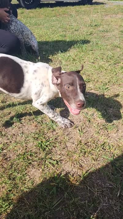 Green Collar, a male German Shorthaired Pointer for sale in Capron, VA – 5 of 5