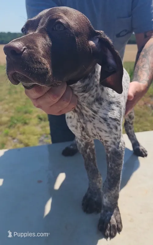 Gray Collar – German Shorthaired Pointer puppy for sale in Capron, VA