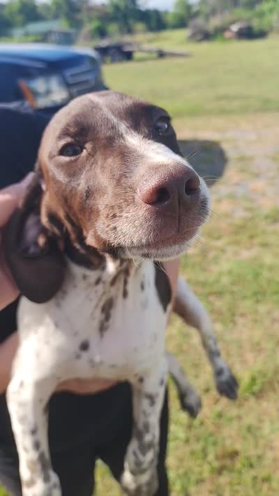 Green Collar, a male German Shorthaired Pointer for sale in Capron, VA – 4 of 5