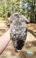 Teal Collar, a male German Shorthaired Pointer for sale in Capron, VA – Photo 2 of 2