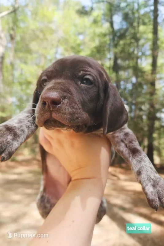 Teal Collar – German Shorthaired Pointer puppy for sale in Capron, VA