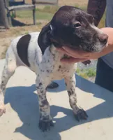 Green Collar, a male German Shorthaired Pointer for sale in Capron, VA – 2 of 5
