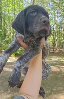 Brown Collar, a male German Shorthaired Pointer for sale in Capron, VA – Photo 1 of 2