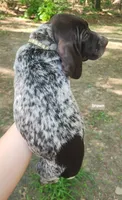 Brown Collar, a male German Shorthaired Pointer for sale in Capron, VA – Photo 2 of 2