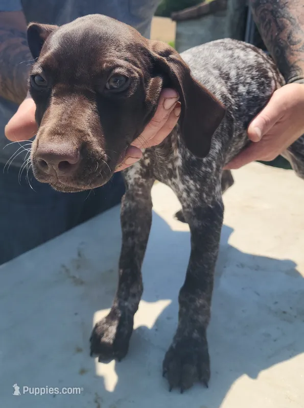Teal Collar – German Shorthaired Pointer puppy for sale in Capron, VA