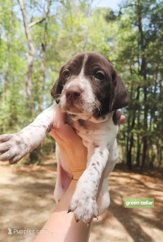 Green Collar – German Shorthaired Pointer puppy for sale in Capron, VA