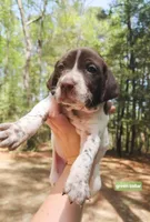 Green Collar, a male German Shorthaired Pointer for sale in Capron, VA – Photo 1 of 2