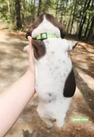 Green Collar, a male German Shorthaired Pointer for sale in Capron, VA – Photo 2 of 2